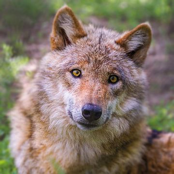 Portret van een jonge nieuwsgierige wolf van Uwe Frischmuth