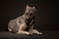 Honden