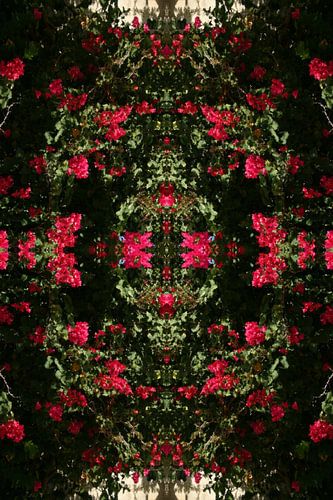 Bougainvillea abstracte kunst