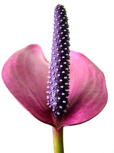 Anthurium