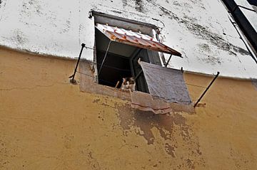 Franse kat kijkt uit het raam van Blond Beeld