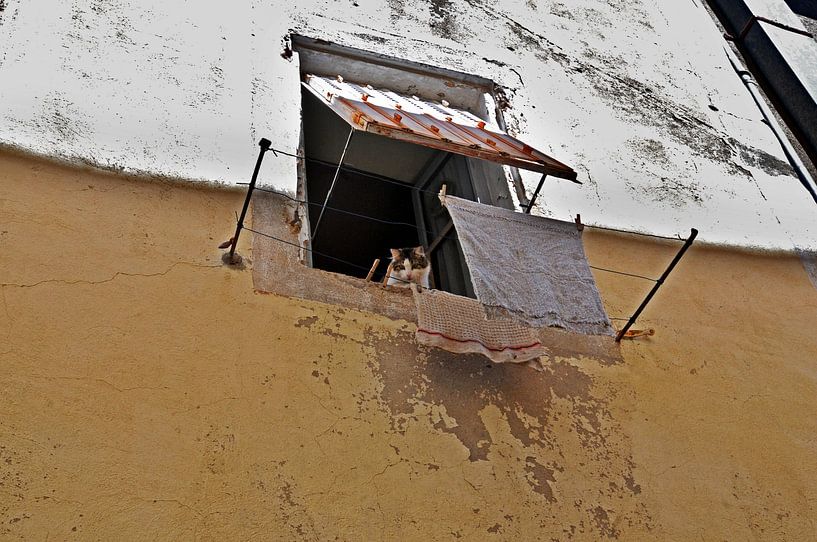 Un chaton français regarde par la fenêtre par Blond Beeld
