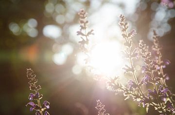 Lavendel silhouet sur Bram van der Meer