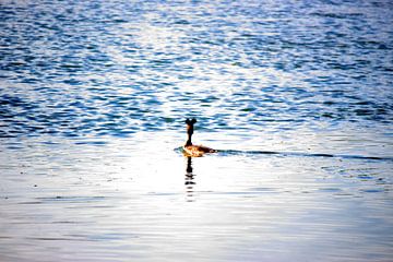 Een fuut in de Hollandse Biesbosch