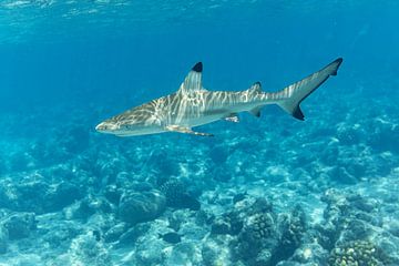 Blacktip shark by Tilo Grellmann