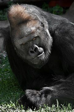 De vragende somberheid van een dominante mannelijke gorilla in een groene weide, die doet denken aan van Michael Semenov