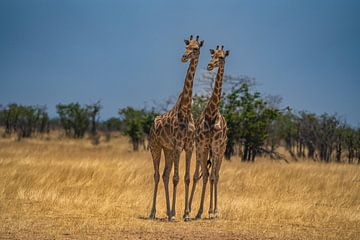 Grote Afrikaanse giraffe in Namibië, Afrika van Patrick Groß