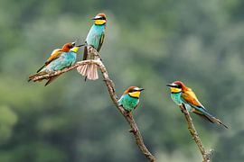 Mangeur d'abeilles (Merops apiaster)