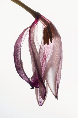 Stilleven van een tulp met tegenlicht