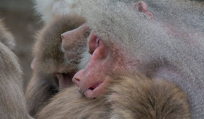 Effe une sieste. par Peter Bartelings