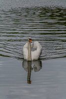 Zwaan