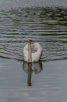 Zwaan