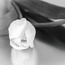 tulipe blanche en noir et blanc sur Klaartje Majoor Aperçu