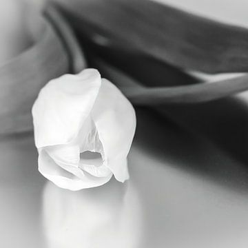 weiße Tulpe in Schwarz und Weiß von Klaartje Majoor