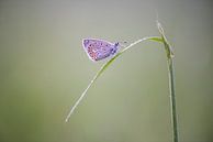 Schmetterling nach einem Regenschauer. von Francis Dost Miniaturansicht