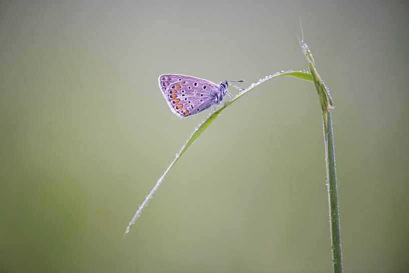 Schmetterling nach einem Regenschauer. von Francis Dost