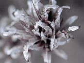 Detail in silver tones by geen poeha thumbnail