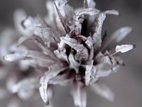 Detail in silver tones