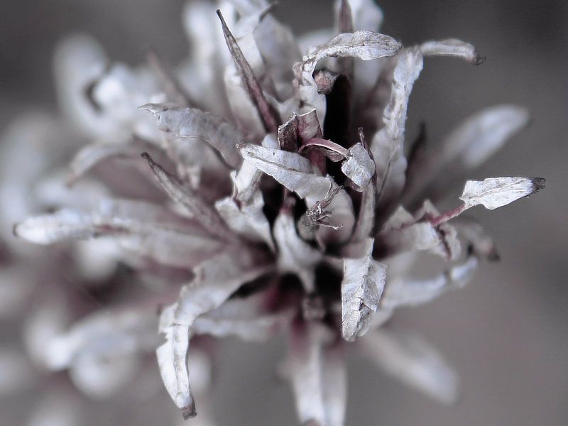 Detail in silver tones by geen poeha
