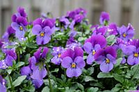 close-up van een paars viooltje of Viola