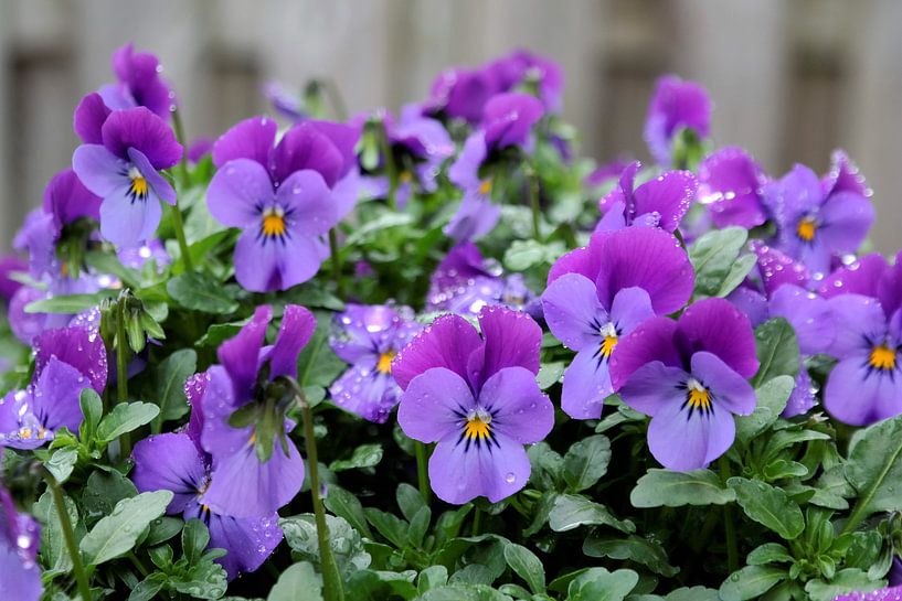 close-up of bright purple violets by Sonja Blankestijn