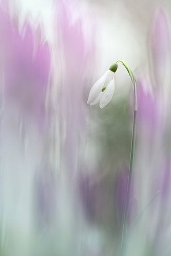 Beauty by Bob Daalder