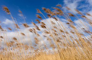 Goldgelbe Schilfhalme vor einem bedeckten niederländischen Himmel. One2expose Wout Kok Fotografie. 