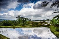 Réflexion dans les rizières de Jatiluwih Bali Indonésie