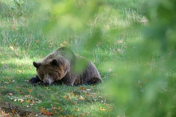 The good bear by Heike Hultsch