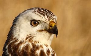 Bussard