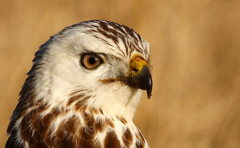 Buizerd van Menno Schaefer