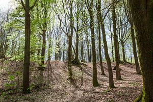 Bäume im Wald von Mister Moret