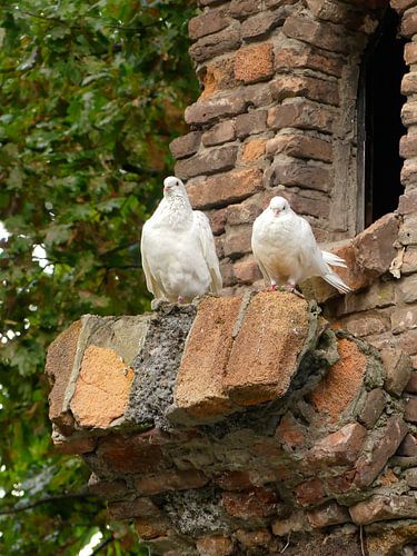 des pigeons blancs sur le rebord en briques