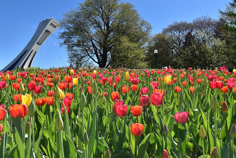 Blühende Tulpen im Botanischen Garten von Claude Laprise