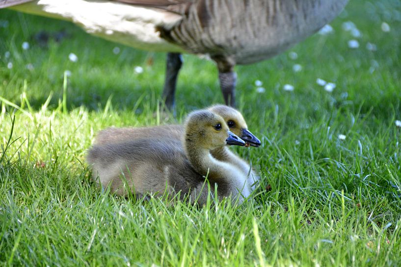 Gänseküken2 par Edgar Schermaul