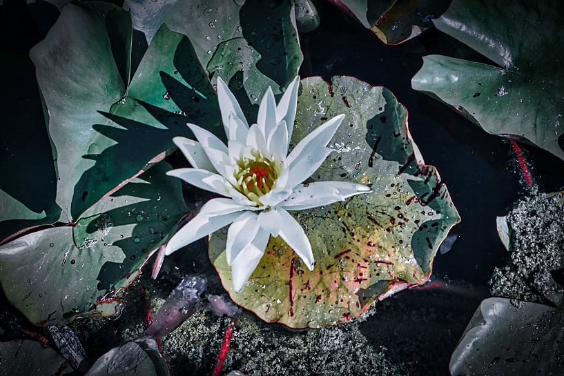 The artificial water flower by Faucon Alexis