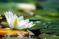 Een enkele waterlelie met groene bladeren en riet drijvend