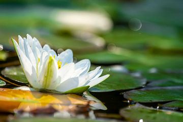 A single water lily with green leaves and reed floating by Hans-Jürgen Janda
