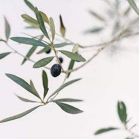 De olijfboom | Italië | Groen | Natuur | Botanische foto van Mirjam Broekhof