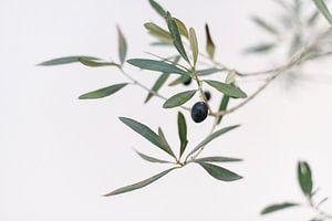 L'olivier | Italie | Vert | Nature | Photo botanique sur Mirjam Broekhof