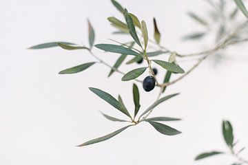 De olijfboom | Italië | Groen | Natuur | Botanische foto