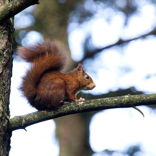 Écureuil - Sciurus vulgaris