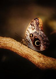 Eulenauge Schmetterling von Werner Lehmann