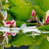 Water Lilies by Heiko Lehmann