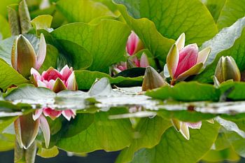 Water Lilies