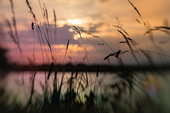 Coucher de soleil dans l'herbe