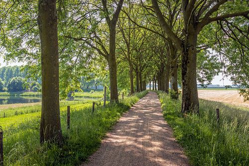 Fietspad tussen hoge bomen in een Nederlands landschap