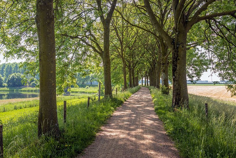 Fietspad tussen hoge bomen in een Nederlands landschap van Ruud Morijn
