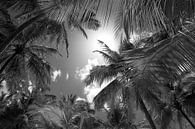 Palm trees in black and white by Reis Genie thumbnail