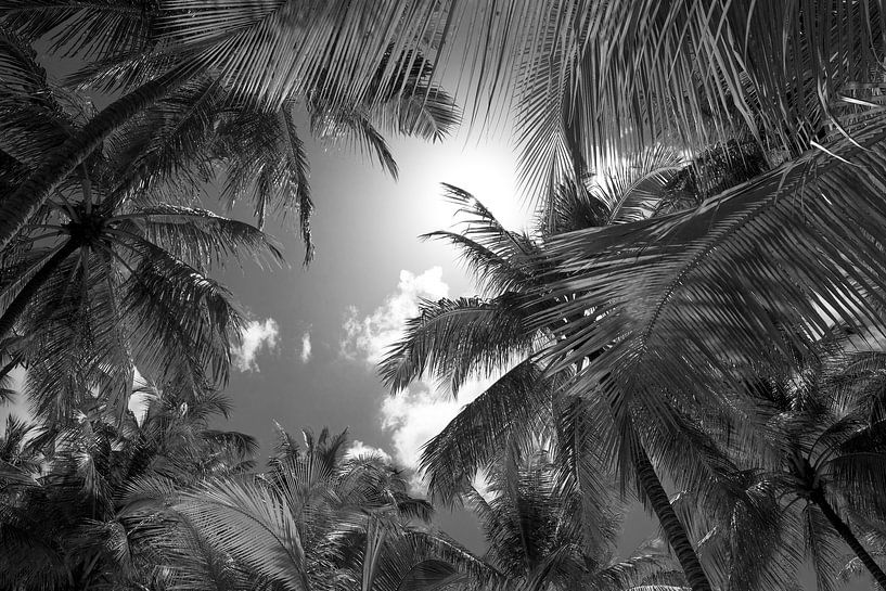 Palm trees in black and white by Reis Genie